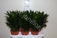 Драцена Dracaena Comp Compacta Kopstek