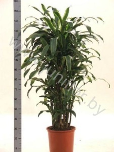 Драцена Dracaena Fr Santa Rosa Vertakt