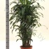 Драцена Dracaena Fr Santa Rosa Vertakt Драцена Dracaena Fr Santa Rosa Vertakt