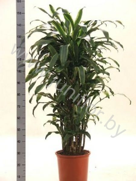 Драцена Dracaena Fr Santa Rosa Vertakt
