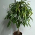 Фикус Ficus Amstel King Gevlochten Фикус Ficus Amstel King Gevlochten
