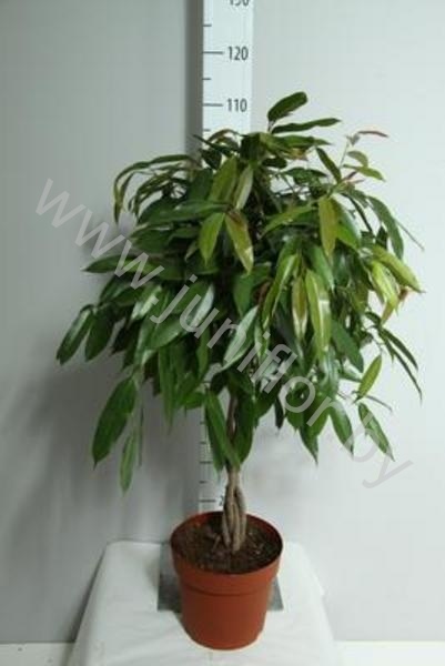 Фикус Ficus Amstel King Gevlochten
