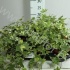 Плющ Hedera Yellow Ripple Плющ Hedera Yellow Ripple