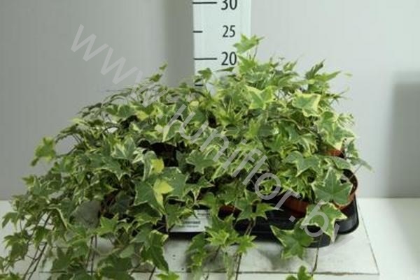 Плющ Hedera Yellow Ripple