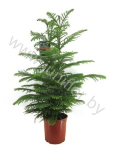 Араукария Araucaria Heterophylla