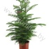 Араукария Araucaria Heterophylla Араукария Araucaria Heterophylla