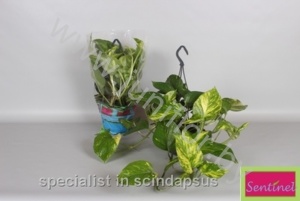 Эпипремнум Epipremnum Aureum