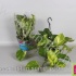 Эпипремнум Epipremnum Aureum Эпипремнум Epipremnum Aureum