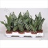 Сансевиерия Sansevieria Zeylanica Compact
