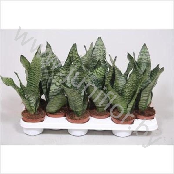 Сансевиерия Sansevieria Zeylanica Compact