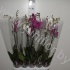 Фаленопсис Phal Mixed 1 Stem Фаленопсис Phal Mixed 1 Stem