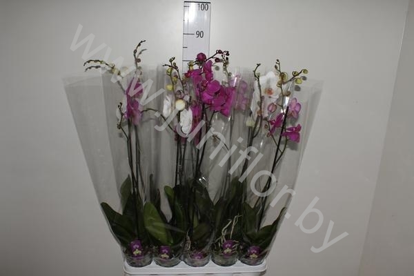Фаленопсис Phal Mixed 1 Stem
