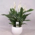 Спатифиллюм Spathiphyllum Sweet Silvio In Bolpo