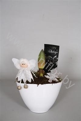 Амарилис Ama.Faja 14Cm Kerstengel