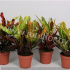 Кодиеум Codiaeum Mix Кодиеум Codiaeum Mix