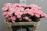 Гвоздика Light Pink