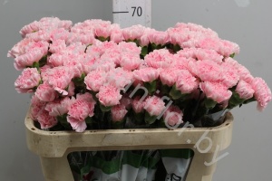 Гвоздика Light Pink
