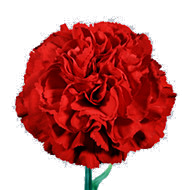 Nelson.png Гвоздика Nelson