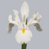 Iris_Casablanca.jpg Ирис Casablanca