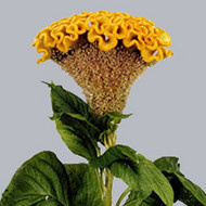 Целозия Celosia Bombay Gold