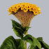 Celosia_Bombay_Gold.jpg Целозия Celosia Bombay Gold