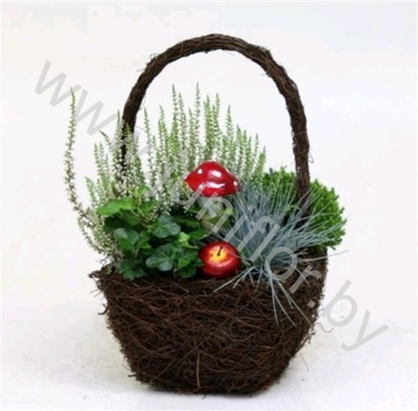 Микс Salim Hengselmand 20cm Met Tuinplan