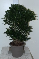 Драцена Dracaena Comp Compacta Vertakt
