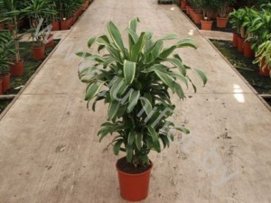 Драцена Dracaena Fr Santa Rosa Vertakt