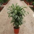 Драцена Dracaena Fr Santa Rosa Vertakt Драцена Dracaena Fr Santa Rosa Vertakt