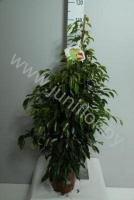Фикус Ficus Anastasia