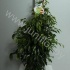 Фикус Ficus Anastasia Фикус Ficus Anastasia