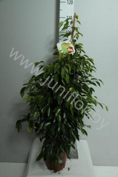 Фикус Ficus Anastasia