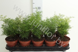 Аспарагус Asparagus Densiflorus Cwebe