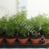 Аспарагус Asparagus Densiflorus Cwebe