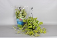 Эпипремнум Epipremnum Golden Poth hang