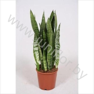Сансевиерия Sansevieria Zeylanica