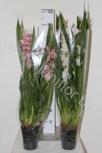 Цимбидиум Cymbidium Mix 3-Tak cites