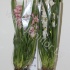 Цимбидиум Cymbidium Mix 3-Tak cites Цимбидиум Cymbidium Mix 3-Tak cites