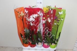 Фаленопсис Phalaenopsis Gem.1-Tak In Keramieke Pot