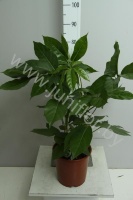 Шеффлера Schefflera Amate