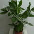 Шеффлера Schefflera Amate Шеффлера Schefflera Amate