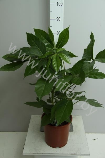 Шеффлера Schefflera Amate