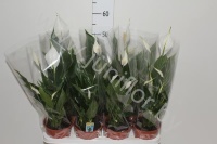 Спатифиллюм Spathiphyllum Sweet Silvio
