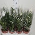 Спатифиллюм Spathiphyllum Sweet Silvio Спатифиллюм Spathiphyllum Sweet Silvio