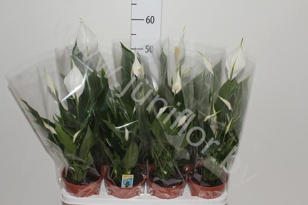 Спатифиллюм Spathiphyllum Sweet Silvio Спатифиллюм Spathiphyllum Sweet Silvio