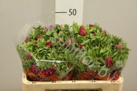 Анемон Anemone Bordeaux