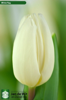 White Flag