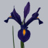 Iris_Hong_Kong.jpg Ирис Hong Kong