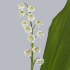 Ландыш Convallaria Wit