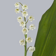 Ландыш Convallaria Wit